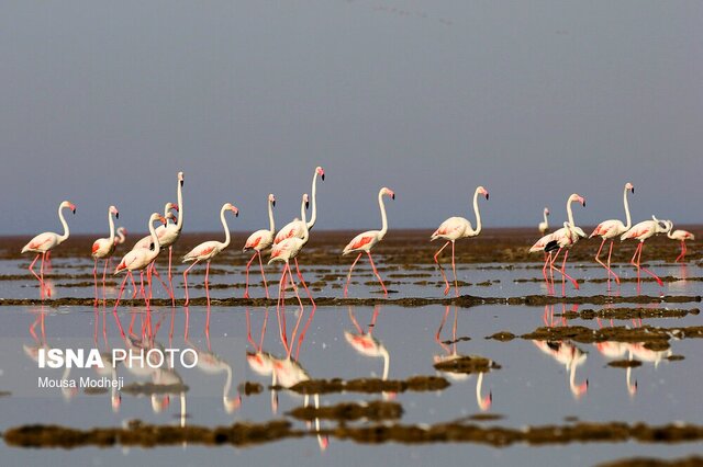 فلامینگوها در تالاب بینالمللی شادگان بازداشت ۲ شکارچی غیرمجاز پرندگان کمیاب در خرمشهر