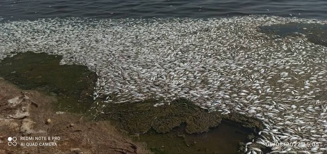 محکومیت یک واحد منطقه ویژه ماهشهر در پی اتلاف گسترده آبزیان محکومیت یک واحد منطقه ویژه ماهشهر در پی اتلاف گسترده آبزیان