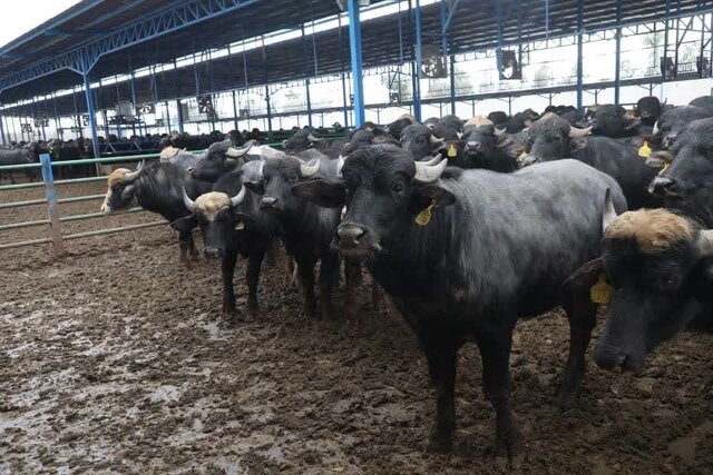 وزیر کشاورزی واحد گاومیشداری صنعتی در دزفول را افتتاح کرد