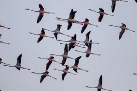 وضعیت «قابل قبول» هوا در ۱۶ شهر خوزستان