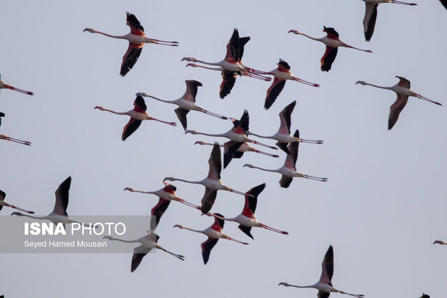 پرواز فلامینگوها در تالاب هورالعظیم وضعیت «قابل قبول» هوا در ۱۶ شهر خوزستان