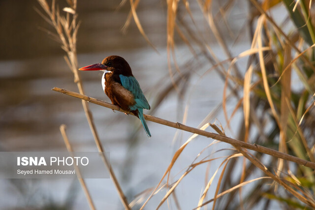 ماهیخورک سینه سفید در زیستگاه تالاب هورالعظیم خوزستان ماوای بیش از ۳۰۰ گونه پرنده/ ۱۳ گونه، در خطر انقراض