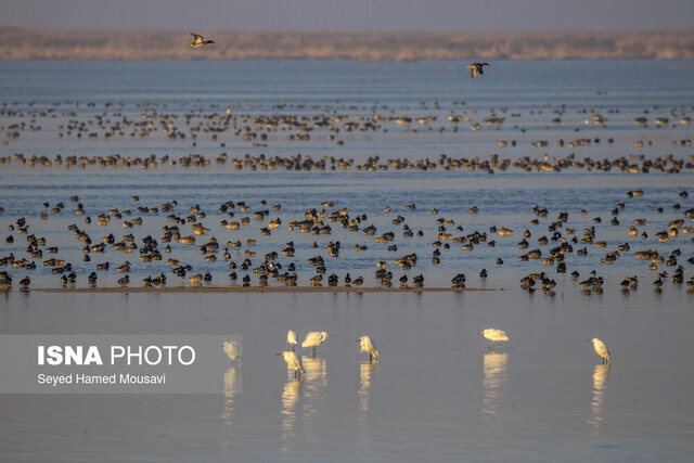 تالاب هورالعظیم هشدار تکرار آتشسوزیهای «هورالعظیم» در تابستان پیش رو