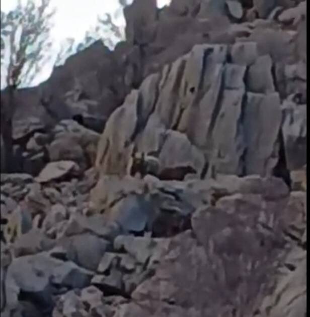 مشاهده یک قلاده خرس قهوهای و دو توله در «تاراز»