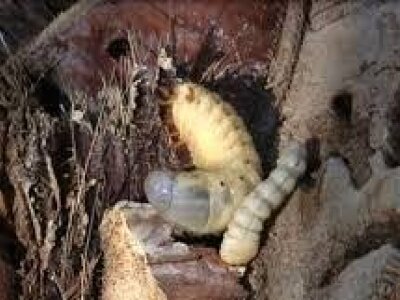 نخلداران آبادان توصیههای پیشگیرانه علیه آفت کرم میوهخوار خرما را جدی بگیرند نخلداران آبادان توصیههای پیشگیرانه علیه آفت کرم میوهخوار خرما را جدی بگیرند