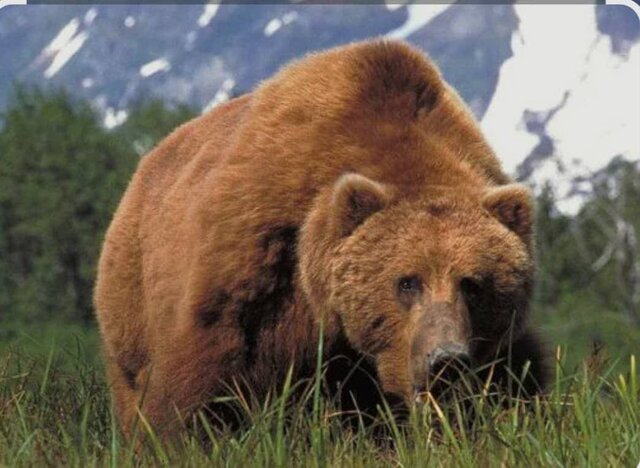 حمله خرس به مرد ۶۰ ساله عشایری در دزپارت حمله خرس به مرد ۶۰ ساله عشایری در دزپارت