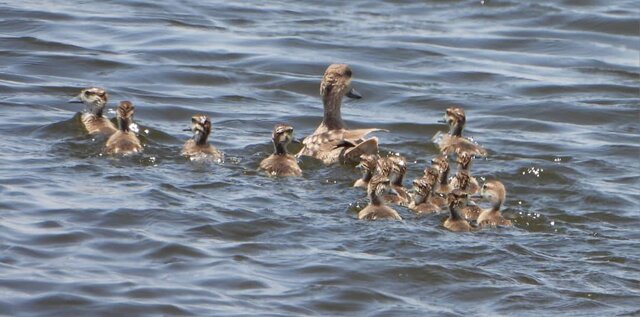 ثبت رکورد جوجهآوری اردک مرمری در تالاب هورالعظیم
