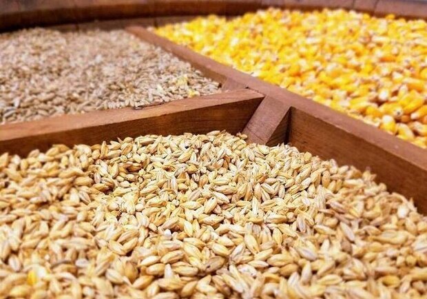 کشیک شبانه‌روزی دامپزشکی خوزستان برای تامین نهاده‌های دامی کشور