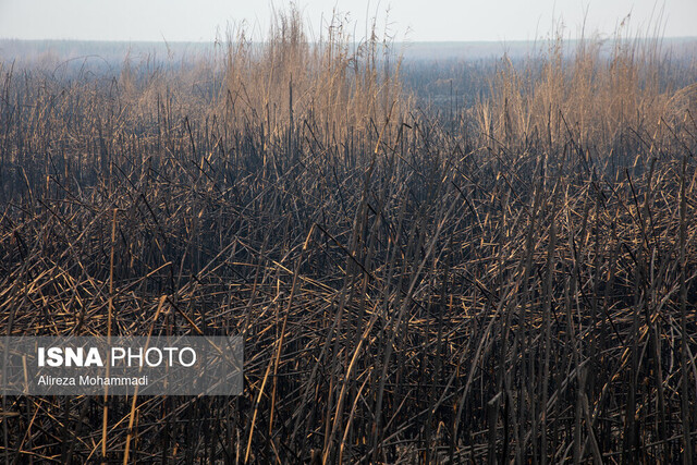 آتش.سوزی در تالاب هورالعظیم خودسوزی ۲۵ هزار هکتار از بخش عراقی هورالعظیم/ انتشار دود در خوزستان ادامه دارد