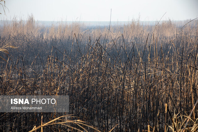 آتش.سوزی در تالاب هورالعظیم تغییر ساعت فعالیت مدارس و ادارات خوزستان تا پایان آبان بررسی میشود