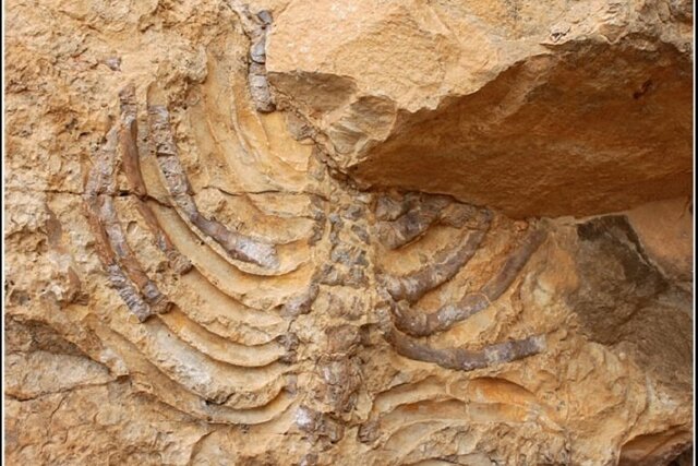 فسیل برد کژدم در سالندکوه غار «سزار» و فسیل «برد کژدم» در مسیر ثبت ملی