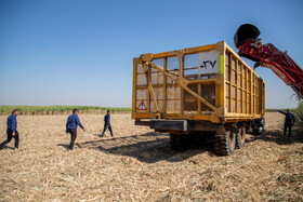 آیین شکرانه برداشت نیشکر با حضور محمد جعفر قائم پناه معاون اجرایی رئیس جمهور