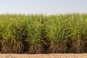 مزارع شرکت کشت و صنعت نیشکر دهخدا