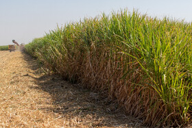 مزارع شرکت کشت و صنعت نیشکر دهخدا