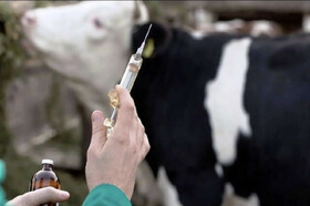 تشکیل قرارگاه امنیت غذایی خوزستان ویژه مقابله با «تب برفکی»