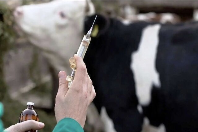 تشکیل قرارگاه امنیت غذایی خوزستان ویژه مقابله با «تب برفکی»