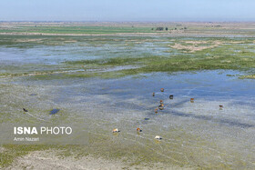 ابتلای برخی دام‌های محلی تالاب «بامدژ» به تب برفکی