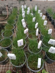 مطالعات پژوهشی بر روی گیاهان سازگار و مقاوم با شرایط اقلیمی خوزستان