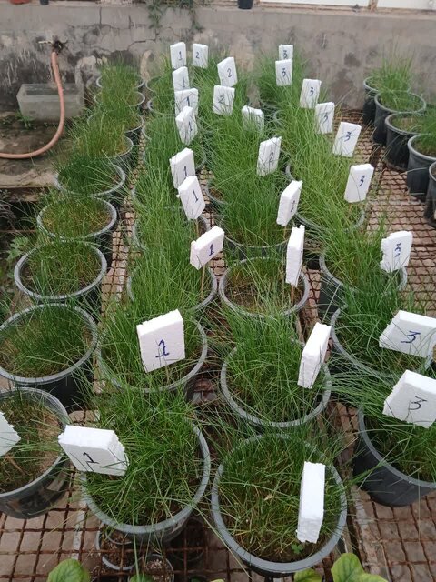 مطالعات پژوهشی بر روی گیاهان سازگار و مقاوم با شرایط اقلیمی خوزستان