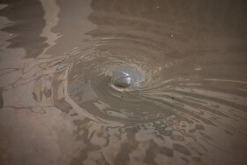 بارش باران و آبگرفتگی معابر در اهواز