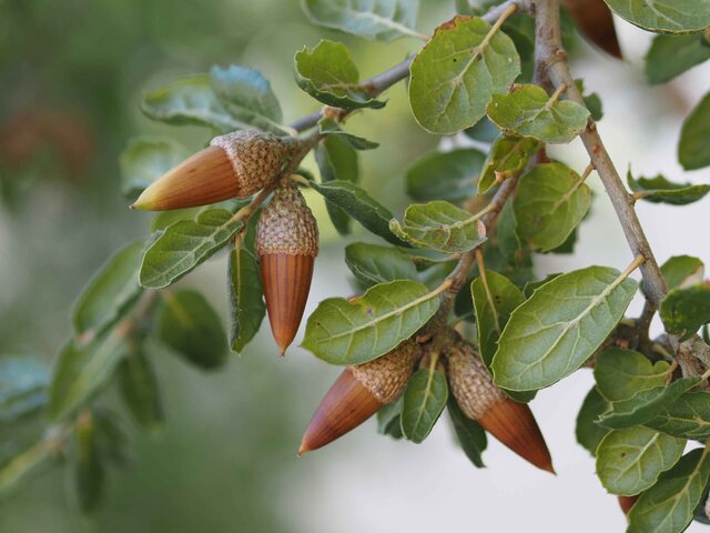 آموزش کاشت بذر بلوط به دانش‌آموزان خوزستانی با هدف حفاظت از زاگرس