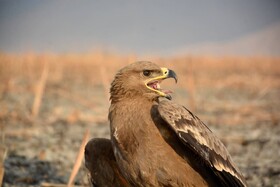 تقدیر مرکز تحقیقاتی پرندگان مهاجر قزاقستان برای نجات «شوبار» در ایذه