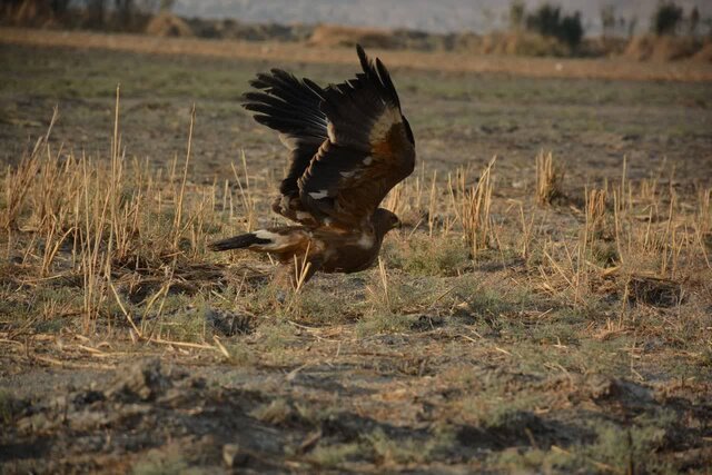 تقدیر مرکز تحقیقاتی پرندگان مهاجر قزاقستان برای نجات «شوبار» در ایذه