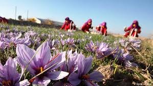 42 هکتار از اراضی کشاورزی کردستان به کشت زعفران اختصاص دارد