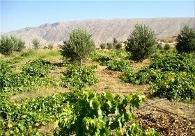 باغداران کردستان آماده مقابله با سرمازدگی درختان باشند