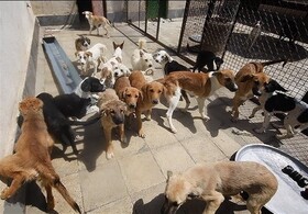 هزینه ۸۰۰ هزار تومانی نگهداری هر سگ بلاصاحب در سنندج