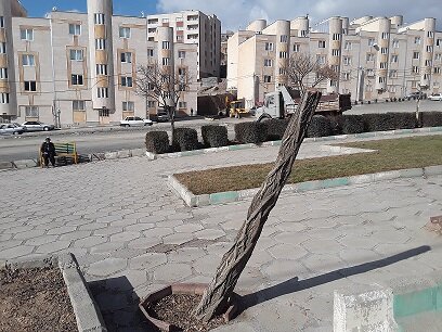 قطع چند اصله درخت در سنندج را از طریق مراجع قضایی پیگیری می کنیم