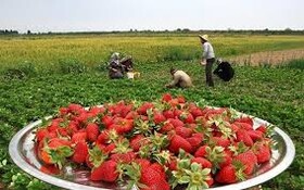 3400 هکتار از اراضی کردستان زیر کشت طلای سرخ
