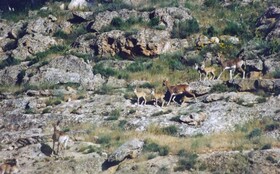 چرخشی مجازی در منطقه حفاظت شده بیجار