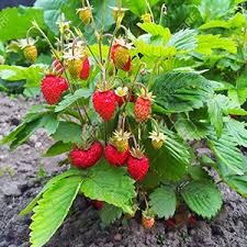 تولید ۸۰ درصد توت فرنگی کشور در کردستان
