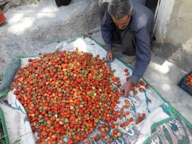 صادرات بی ارزش توت فرنگی کردستان با چند دلال و ماشین نیمه سنگین!