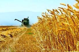خریداری ۱۹هزار تن گندم وکلزا از کشاورزان کردستانی  
