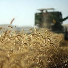  پرداخت به موقع وجه خرید تضمینی گندم به کشاورزان کردستانی اهمیت ویژه ای دارد

