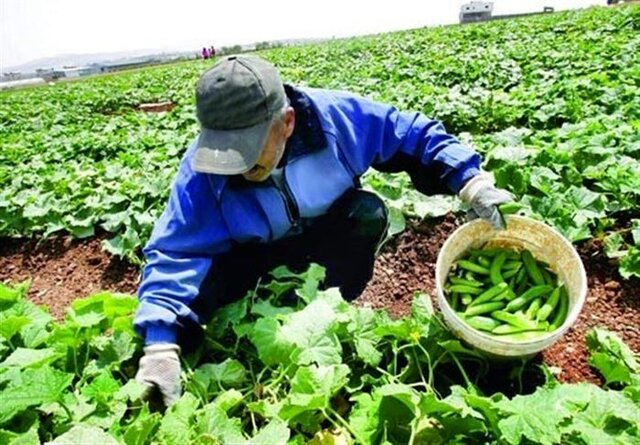 آغاز ثبت نام واحدهای متضرر بخش کشاورزی در سامانه کارا آغاز ثبت نام واحدهای متضرر بخش کشاورزی در سامانه کارا