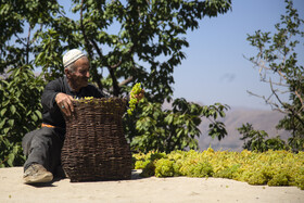 کشمش به سبک «بولاو» 17