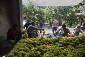 تهیه کشمش سنتی به سبک بولاو