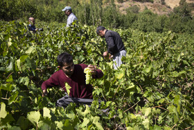 کشمش به سبک «بولاو» 6