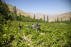 کشمش به سبک «بولاو» 2