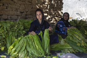 نخ کشی و آماده سازی توتن توسط زنان روستای کال علیا جهت انتقال به سیاه چادر ها