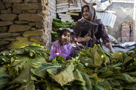 نخ کشی و آماده سازی توتن توسط زنان روستای کال علیا جهت انتقال به سیاه چادر ها