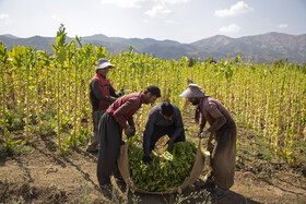 برداشت توتون در مزارع روستاهای اطراف دریاچه زریوار