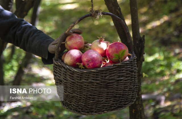 بوی حرم در باغ بوی حرم در باغ