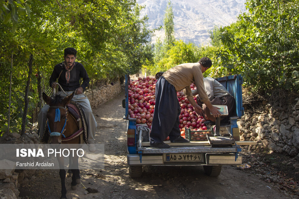 Pomegranate picking in Uraman, Iran