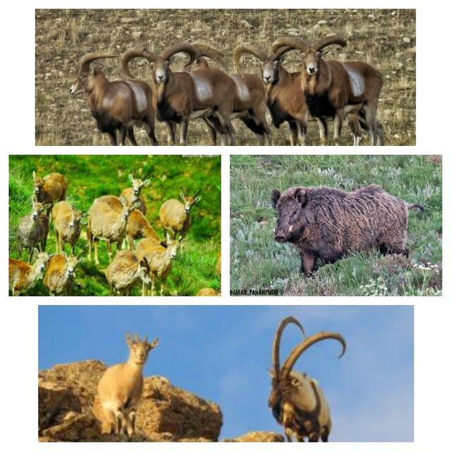 سرشماری زمستانه پستانداران در کردستان آغاز شد