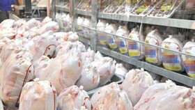 روزانه ۱۳۰ تن مرغ در کردستان کشتار می‌شود