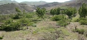 تنها ۳۳۰ اصله درخت باغدار سنندجی قطع شده است